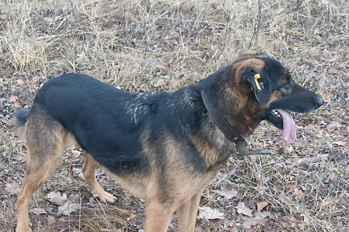 В парке Калининграда 20 сентября пробегут люди и собаки